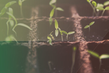 seedlings in planters