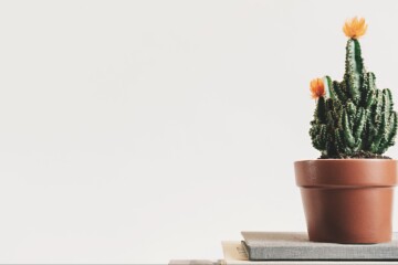 flowering-cactus-in-pot