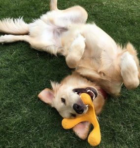 Dog playing with a toy while rolling in the grass