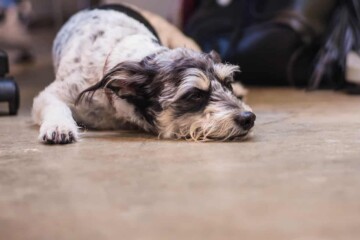 Small black and white dog sleeping on office floor