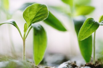 plants growing