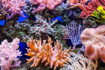 Colorful coral in water